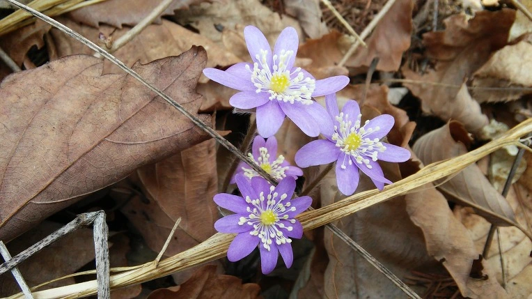 21286F46550D06791D593D