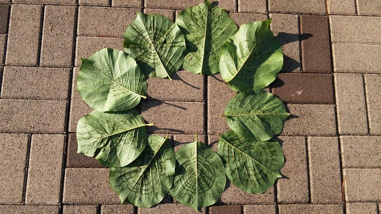 247754365630850D0A704C