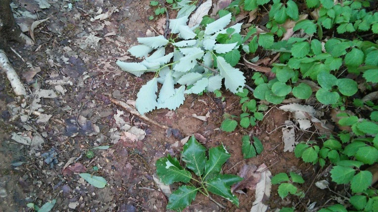 241CA34D57292CD81F8886