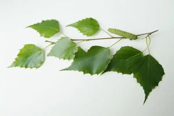 9953C8345EBE1E1E23C9D9