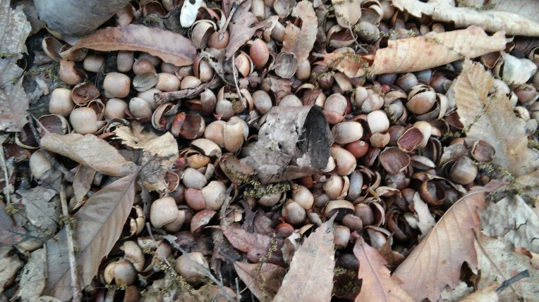 24577947571AD1E5269FF1