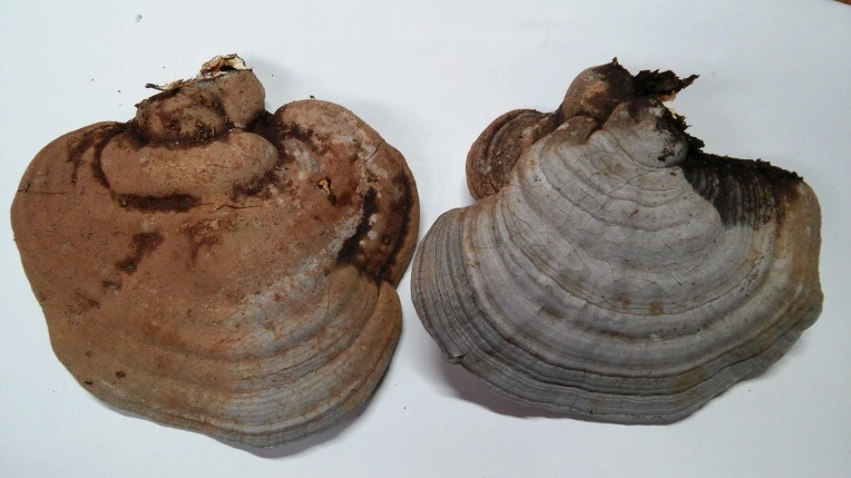 270E123B58DF97EA1E4F2D