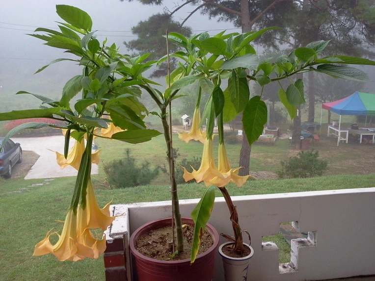 207E843E4E74912E265274