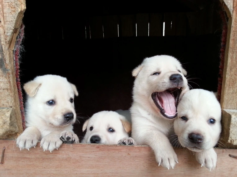 254E783351D9F4BF2D070F