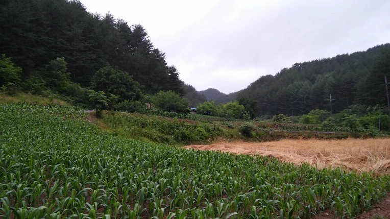 2463293A59596CF21D6006