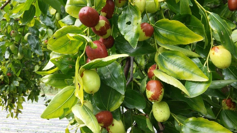 2359593357E767C51B6E43