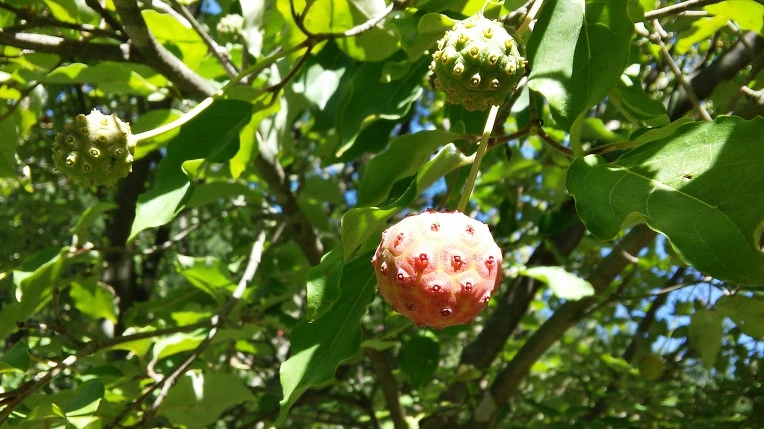 2222D33E55EE3EEF350833