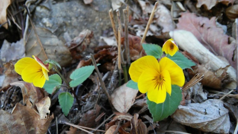 2501A74458F7E0160F61F2