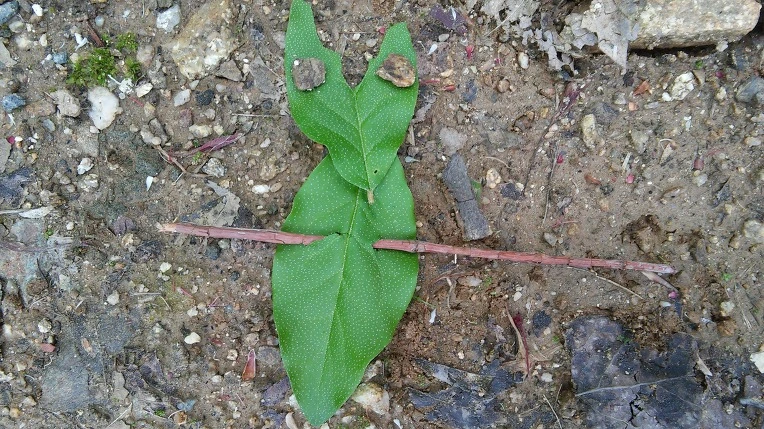 251DCC4A5724809703AA6C