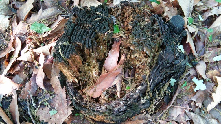 27271E4A57292D2725FBD5