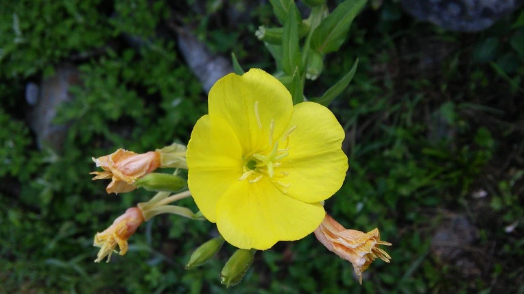 99FA463359A1F66F1F441C