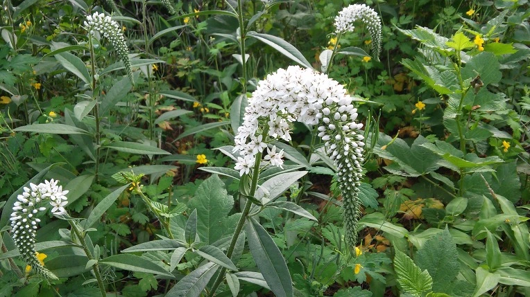 2379B7345758ED5506727C