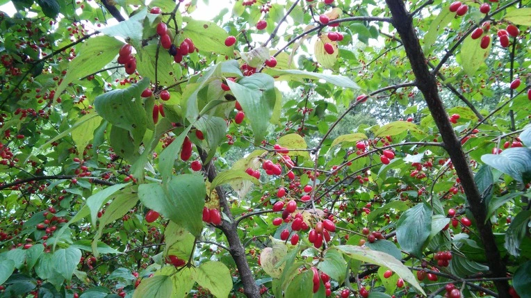 2543783B56197984052B2A