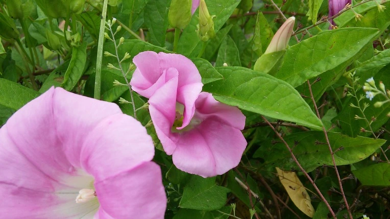 2140FF3E575E579202A7CD