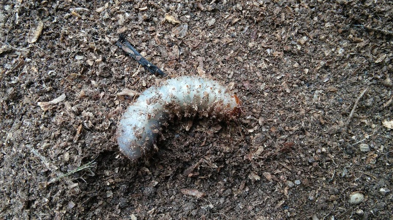 265D2C4E57B92F050F6EF5