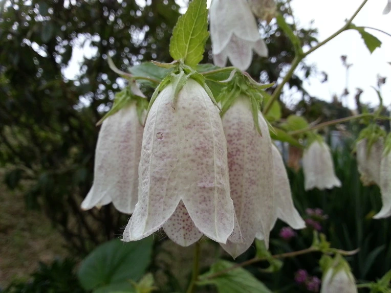 262F824C51BE92EA0C5649