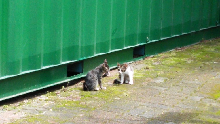 267B3C3D55D7B5FC2961C2