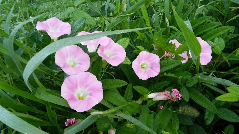 2203054D57982E7037A8CA