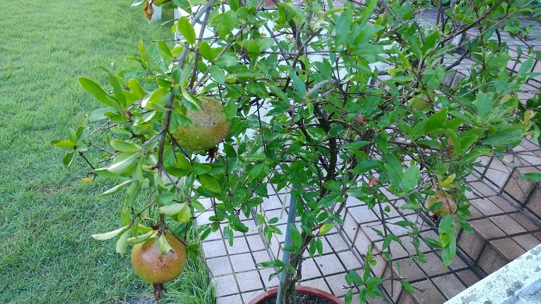 99B155365B6F79AE3B748B