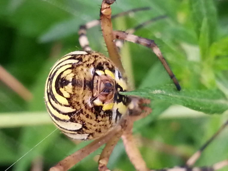 2326A23B563AB28C220C67