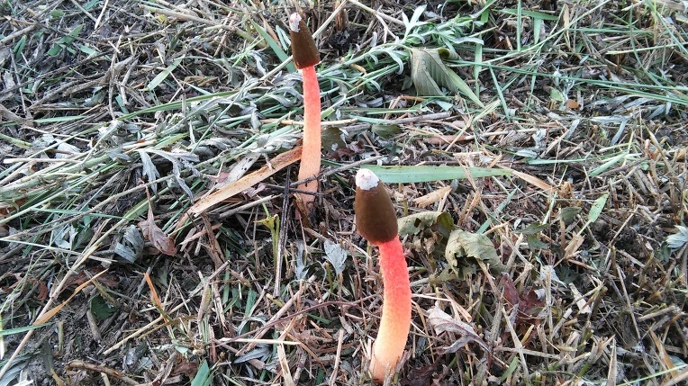 277F744157A19F612503B9