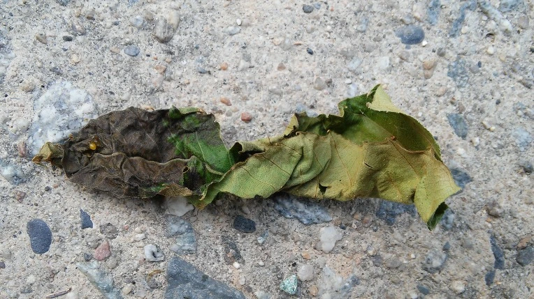 225926415768A6AE2D6A21