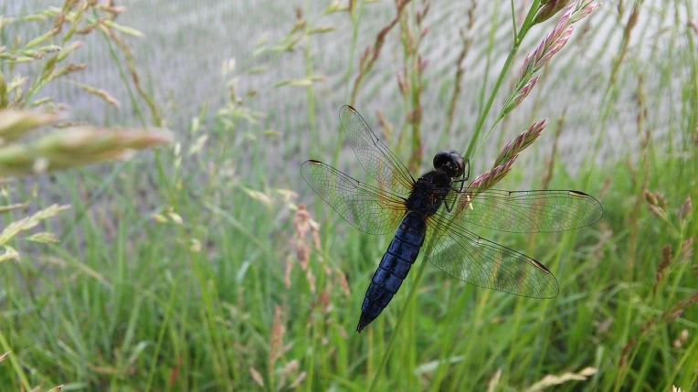 27369F415746341C2A6A8C