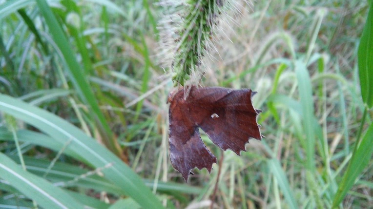 2718E94457D659DB0BDF6F