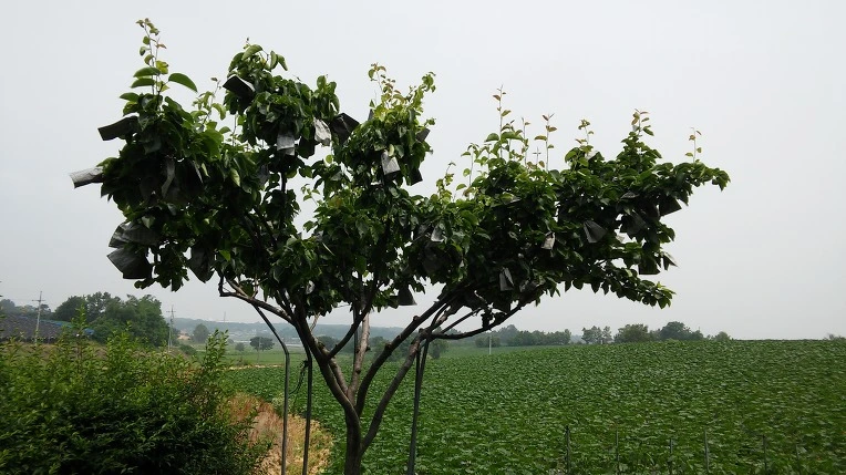 237E87435757B521273772