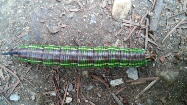 2133883F55D6818511AB54