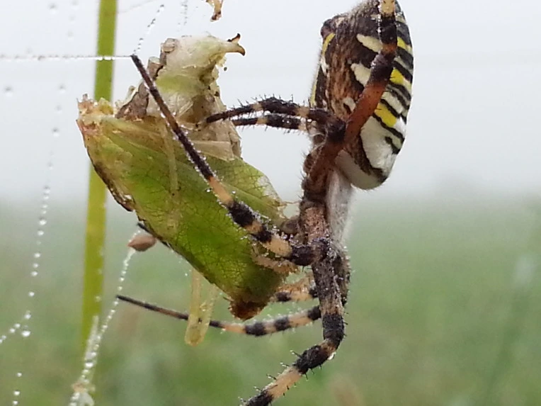 22745A4C553D9D151455B7