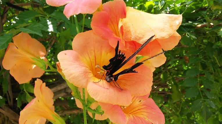 2631684257BCEAAB018EFD