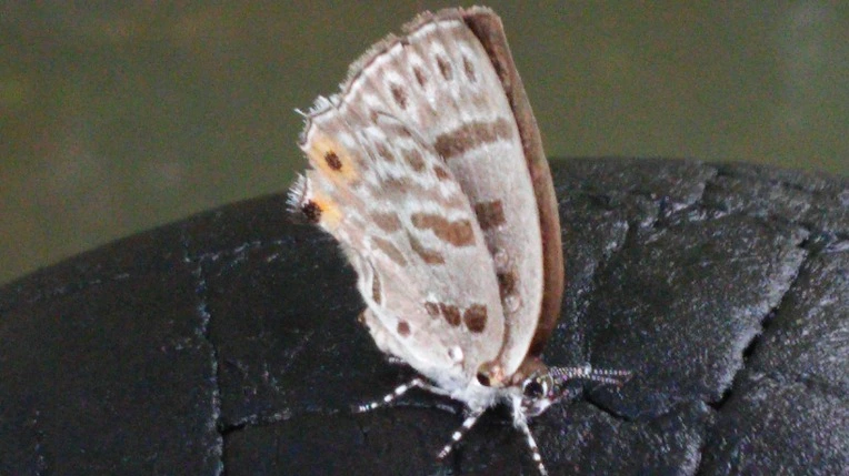 26736644558C8DCD33DA60