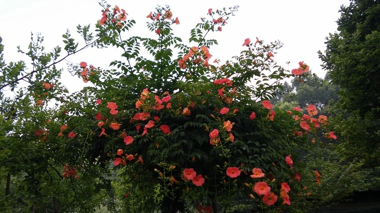 27695343577071CC2249E9