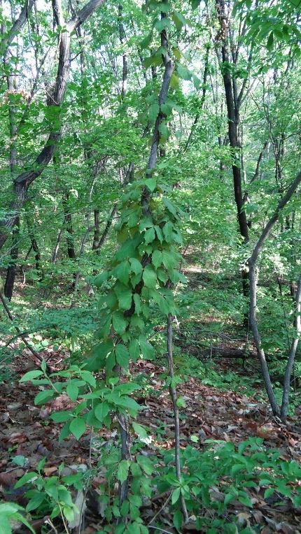 271B024757292CF72DD657