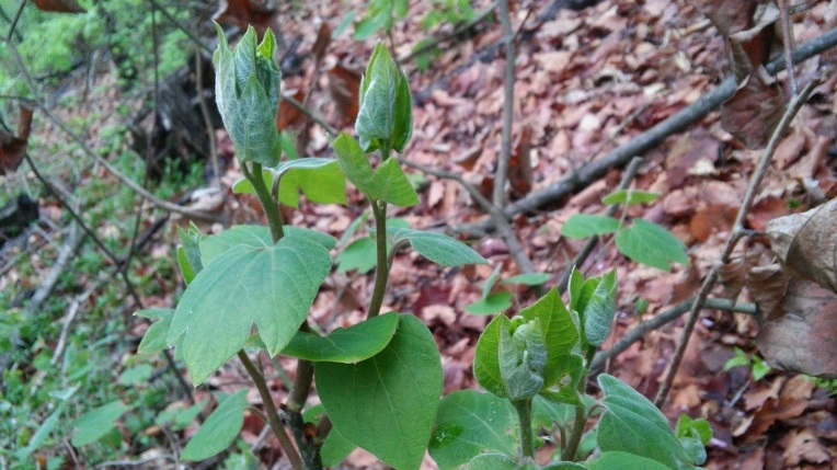 224A3C47571ACEED0DBC64