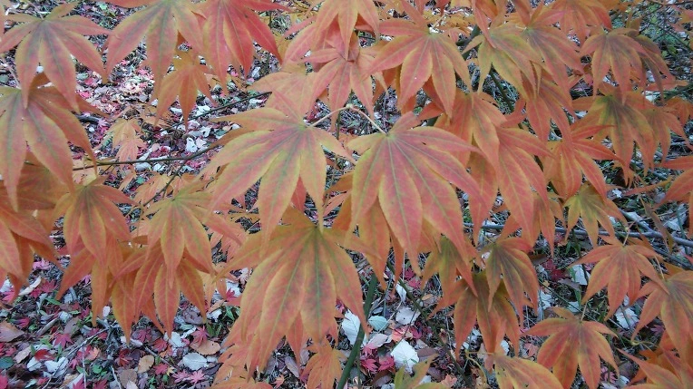 255E3037564314FE24C77B