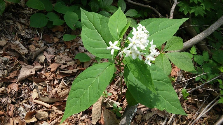 212B903C59290FE5136DA6