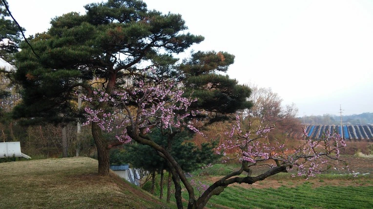 263507375715584019DDDD