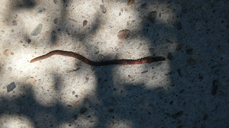 99F442335987927514592B