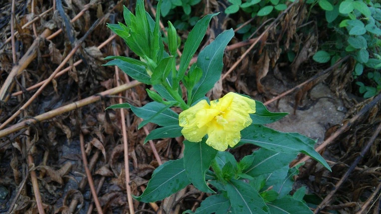 2141144F577B39D020CD00