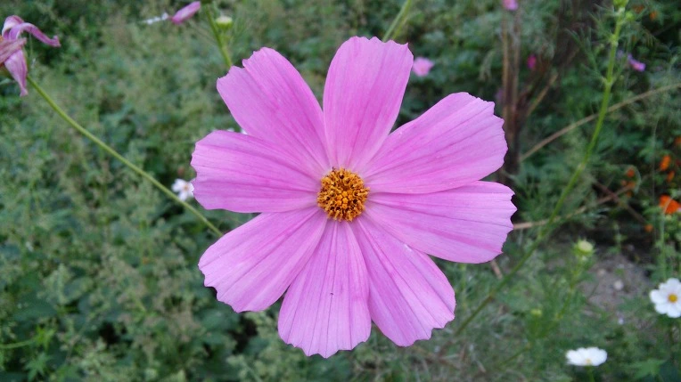 212EC24C57D5E23A27C745