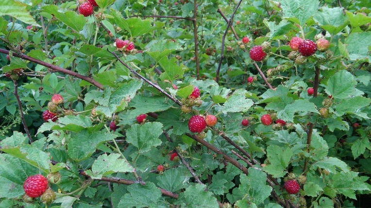 2745D13F5756175609D967