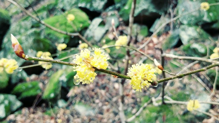 99466A335E9A615C2DF91C