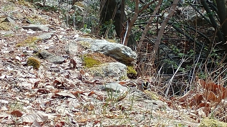 994E79485AC8A21B1D3FAD