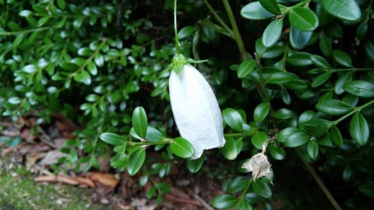 2641E7365619797903B726