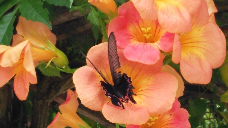 2762A04F57BA77BA010CFD