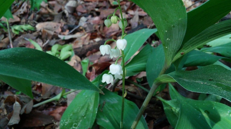 24175C4757292A152330D9