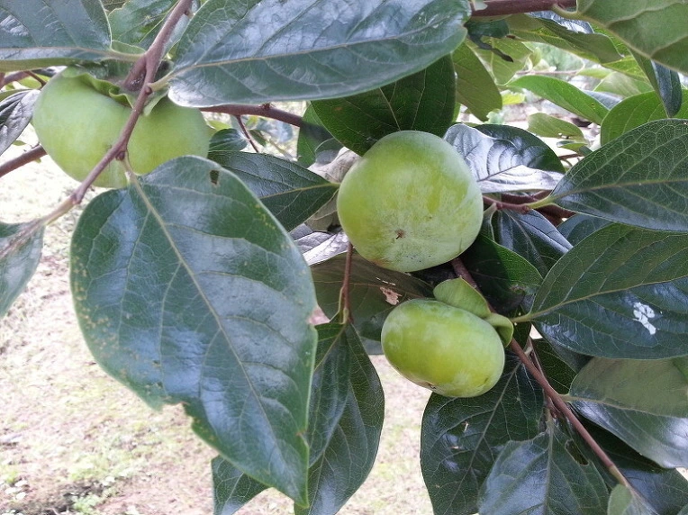 2452784658205CDB2638C7