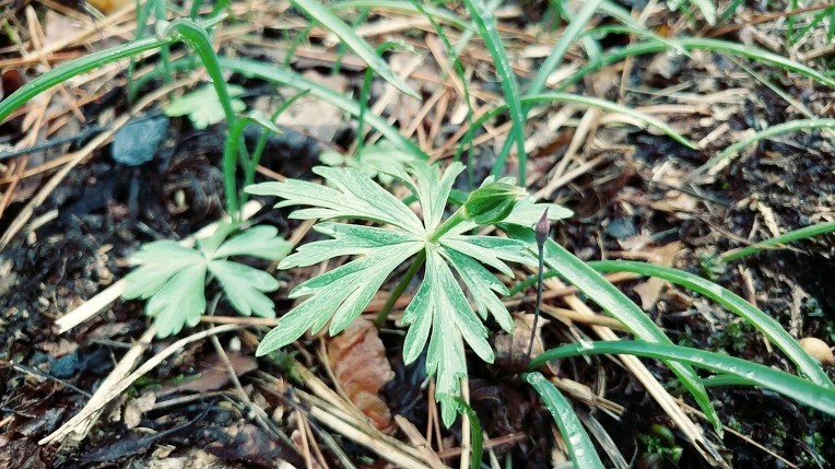 99ABBF405E7D5D13309550